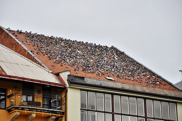 A2B Pest Control are able to install spikes to deter birds from roofs in Marple. 