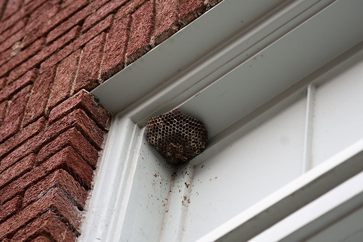 We provide a wasp nest removal service for domestic and commercial properties in Marple.